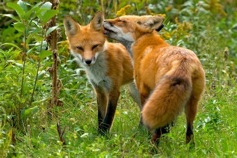 olx red fox|OlxRedFox Porn Pics & Nude Photos .